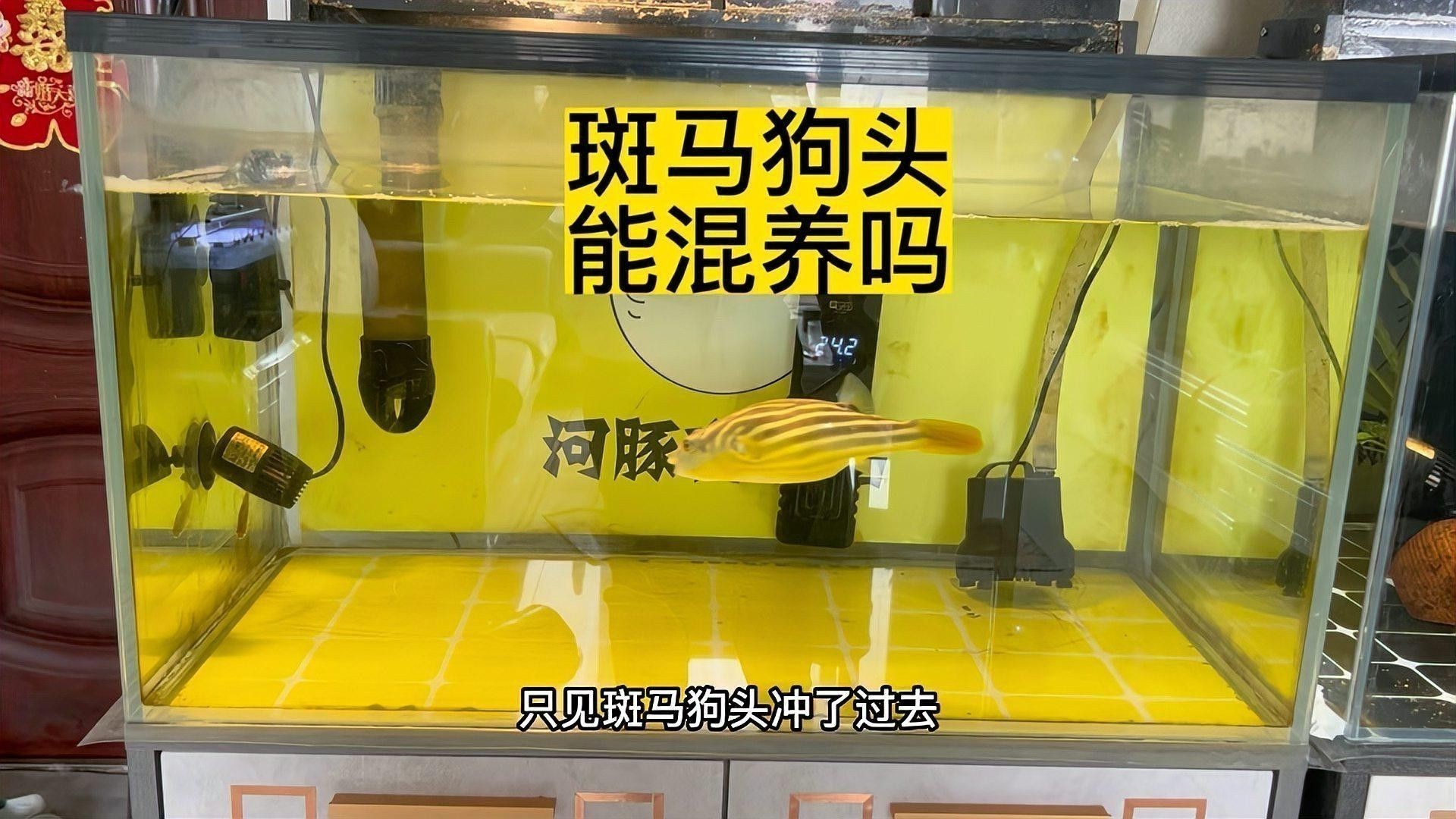 斑馬狗頭能和龍魚混養嗎圖片欣賞