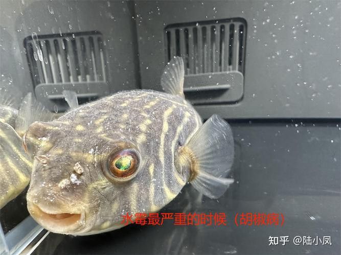 斑馬狗頭能和龍魚混養嗎圖片欣賞