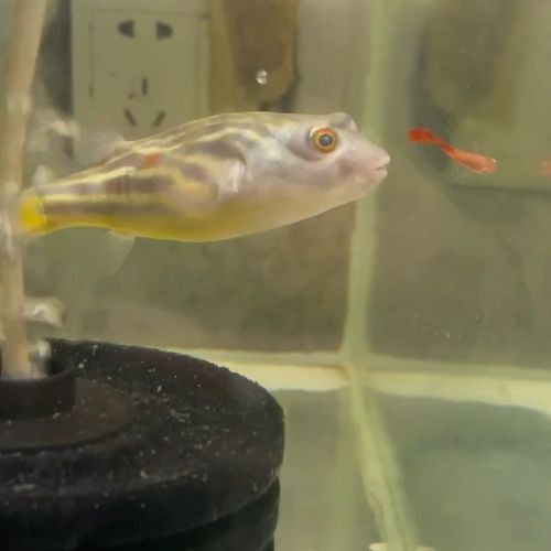 斑馬狗頭能和龍魚混養嗎圖片欣賞