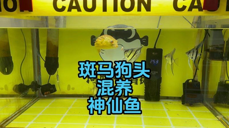 斑馬狗頭能和龍魚混養嗎圖片欣賞