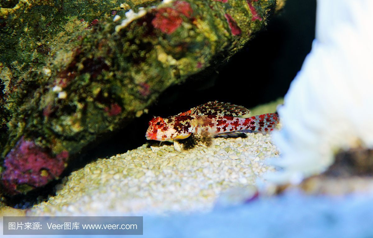 小龍魚怎么養 水位高低不一樣：小龍魚怎么養水位高低不一樣