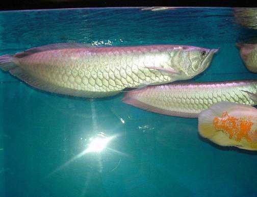 2條龍魚混養可以嗎