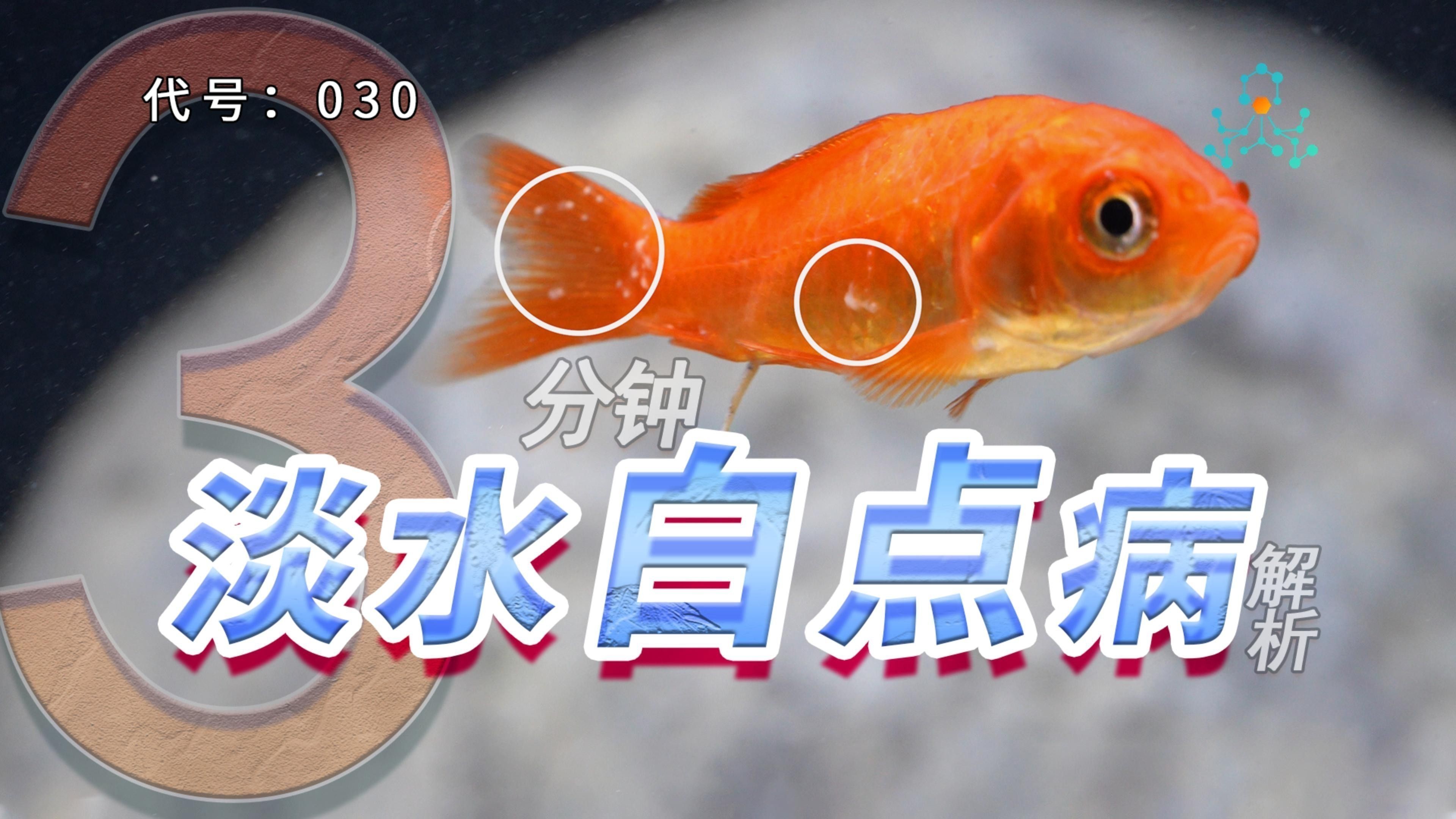 如何預防古典金龍的白點病？