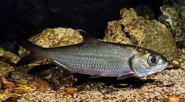 泰龐海鰱魚的繁殖周期多長？，泰龐海鰱魚的繁殖周期