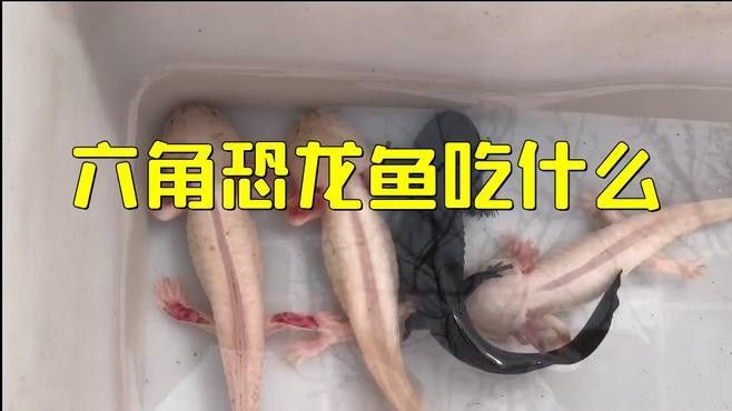 恐龍魚的食物是什么
