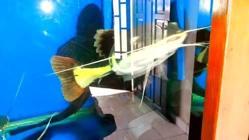 龍魚被吃掉了：龍魚為什么會被吃掉？