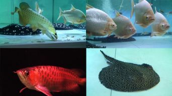 魟魚(yú)和龍魚(yú)混養(yǎng)繁殖嗎：魟魚(yú)和龍魚(yú)混養(yǎng)成功率較高，[需手動(dòng)填充]魚(yú)龍魚(yú)混養(yǎng)繁殖嗎