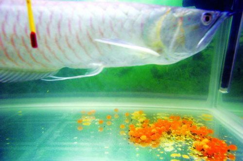 金龍魚產卵之前的征兆是什么【金龍魚產卵前會有哪些變化】 龍魚百科 第2張 金龍魚產卵之前的征兆是什么【金龍魚產卵前會有哪些變化】 金龍魚產卵之前的征兆是什么【金龍魚產卵前會有哪些變化】 龍魚百科 第2張