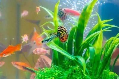 龍魚(yú)缸水質(zhì)怎么檢測(cè)：魚(yú)缸水質(zhì)檢測(cè)工具龍魚(yú)缸水質(zhì)檢測(cè)工具龍魚(yú)缸水質(zhì)檢測(cè)方法