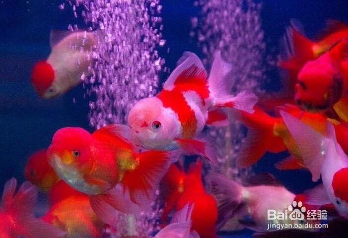 龍睛魚的最佳飼養(yǎng)溫度是多少？