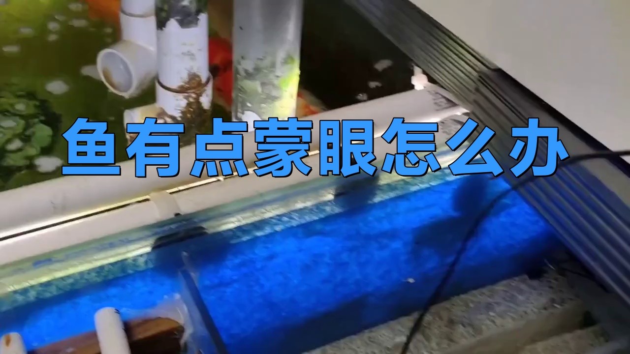 紅龍魚蒙眼期間如何保持水質穩定？