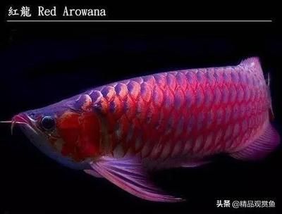 極品血紅龍魚多少錢一條啊（極品血紅龍魚價格因其稀有性、美麗外觀以及市場需求等因素而異）