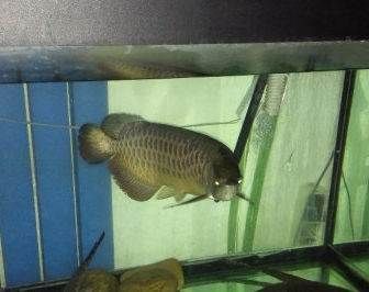 北京哪里有賣龍魚的地方啊多少錢，北京龍魚品種鑒賞知識(shí)：如何選擇信譽(yù)良好的商家購(gòu)買龍魚