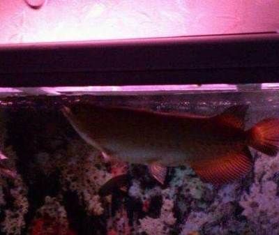 北京哪里有賣龍魚的地方啊多少錢，北京龍魚品種鑒賞知識(shí)：如何選擇信譽(yù)良好的商家購(gòu)買龍魚