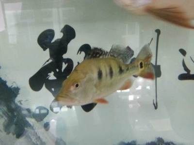 北京哪里有賣龍魚的地方啊多少錢，北京龍魚品種鑒賞知識(shí)：如何選擇信譽(yù)良好的商家購(gòu)買龍魚