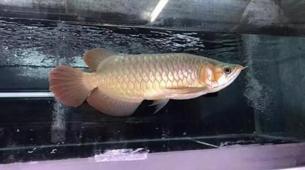 龍魚越大越好養：龍魚越大越好養嗎？