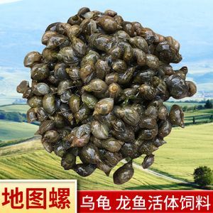 龍魚是否吃蝸牛（龍魚可以吃蝸牛嗎，）