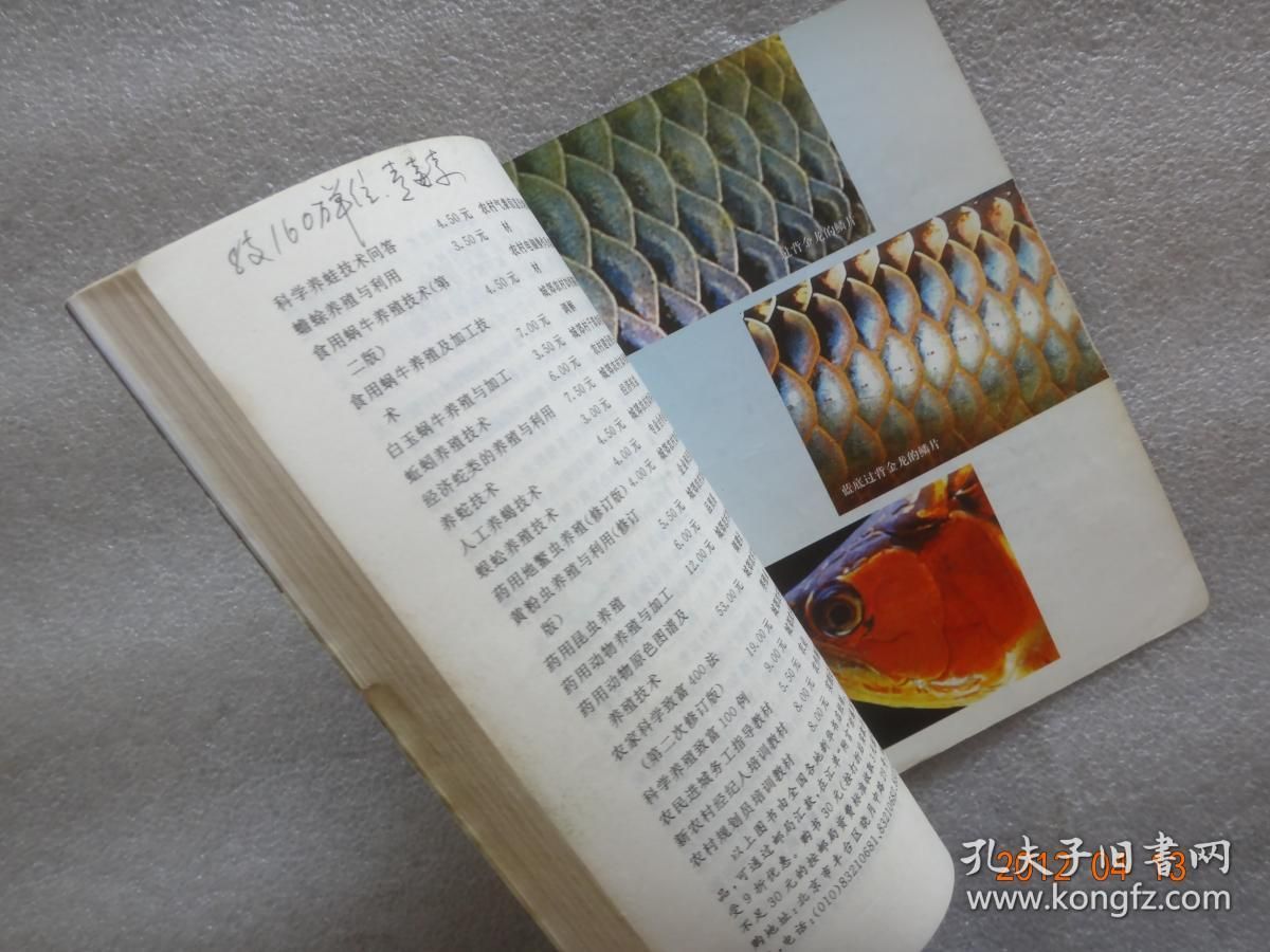 龍魚是否吃蝸牛（龍魚可以吃蝸牛嗎，）