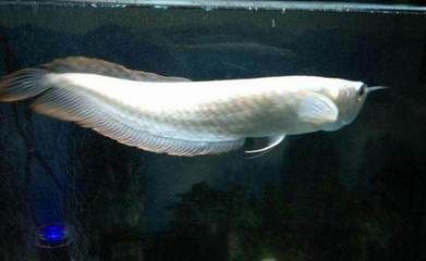 半米長銀龍魚值多少錢一條（半米長的銀龍魚價格多少錢一條銀龍魚多少錢一條）