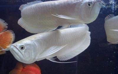 半米長銀龍魚值多少錢一條（半米長的銀龍魚價格多少錢一條銀龍魚多少錢一條）