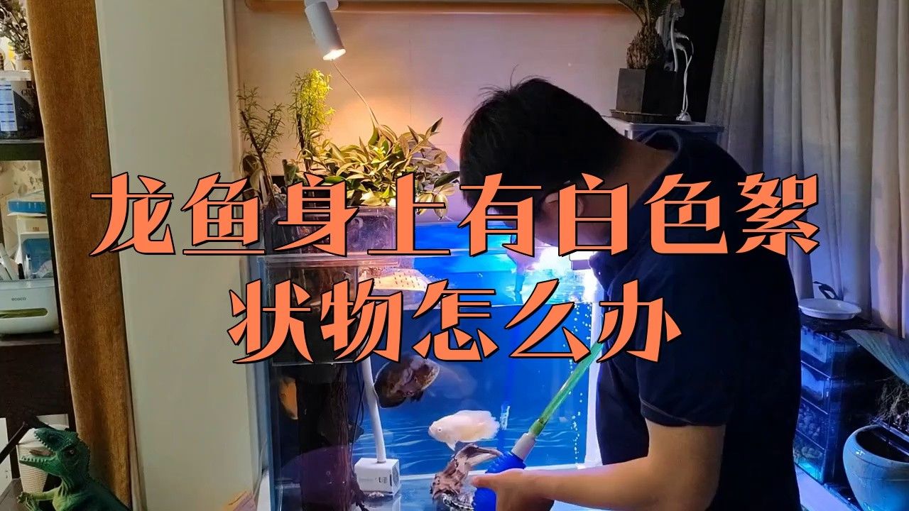 金龍魚身上有白色絮狀物是怎么回事啊