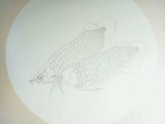 紅龍魚視頻高清下載大全免費觀看（紅龍魚視頻高清下載大全免費觀看網站）