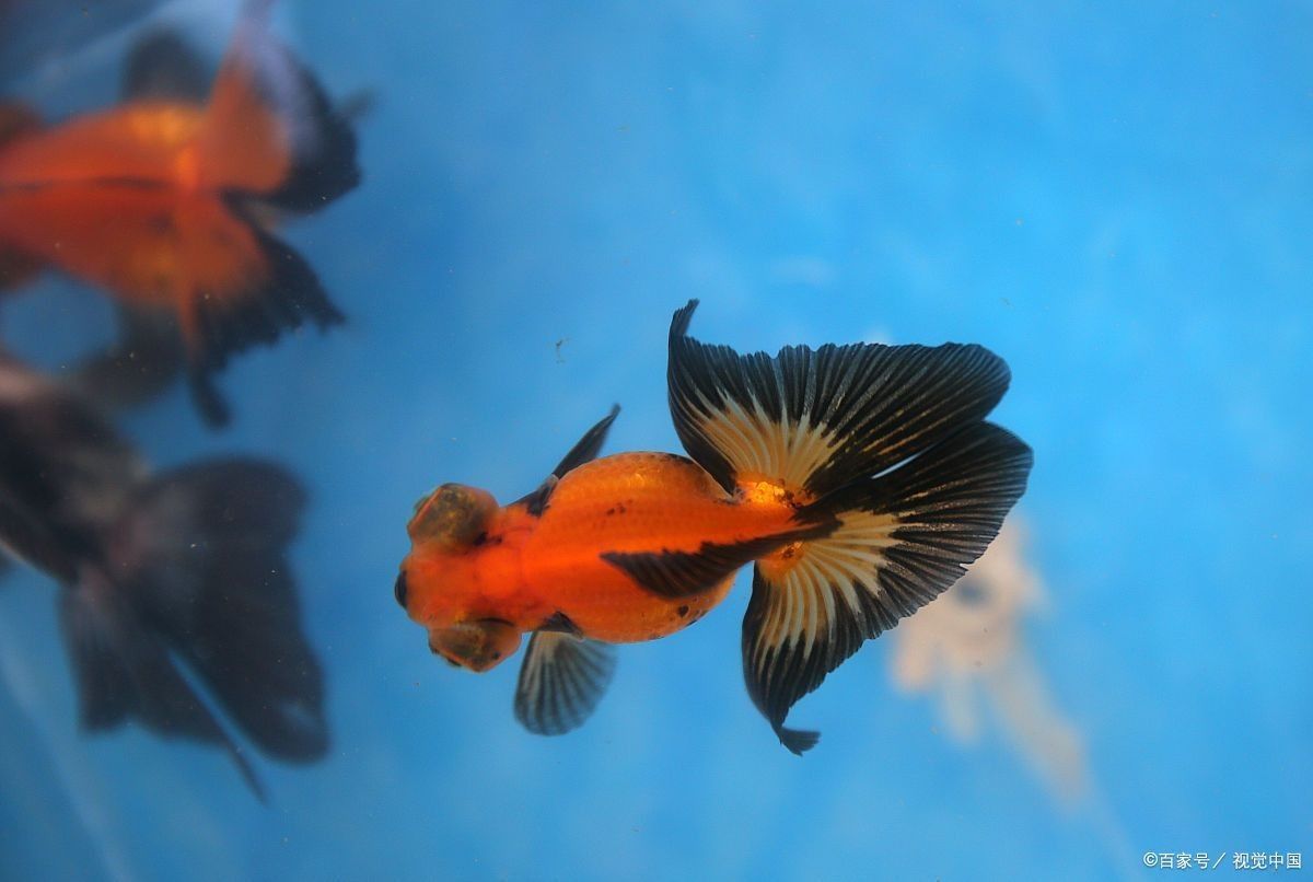 龍魚身上有白色絮狀物能用消炎藥抹嗎