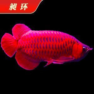 龍魚(yú)誘色燈與普通燈有什么分別嗎：誘色燈與普通燈的區(qū)別