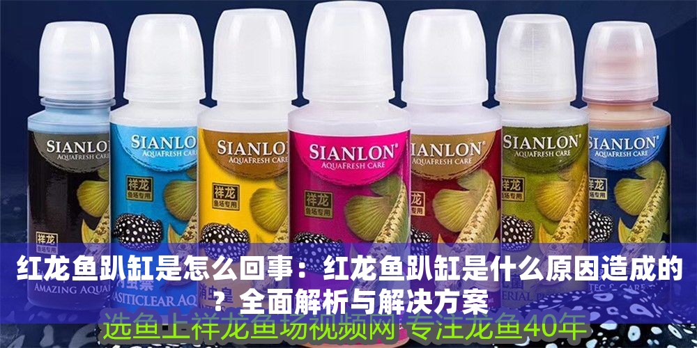 紅龍魚趴缸是怎么回事：紅龍魚趴缸是什么原因造成的？全面解析與解決方案