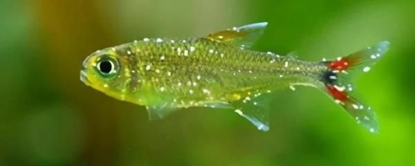 紅龍魚趴缸是怎么回事：紅龍魚趴缸是什么原因造成的？全面解析與解決方案