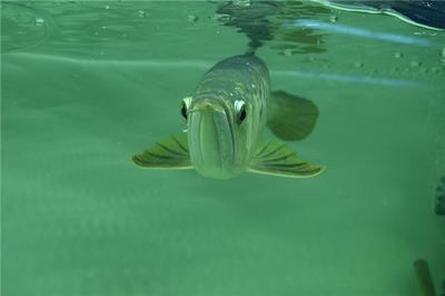 做夢夢到一條青黑色的金龍魚什么意思（周公解夢：夢見青黑色的金龍魚，代表著什么？）