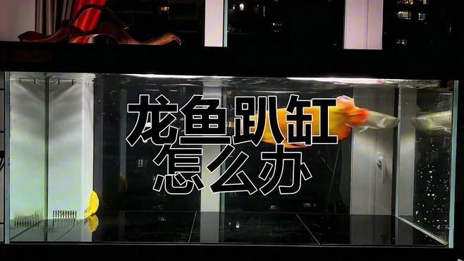 紅龍趴缸如何治療