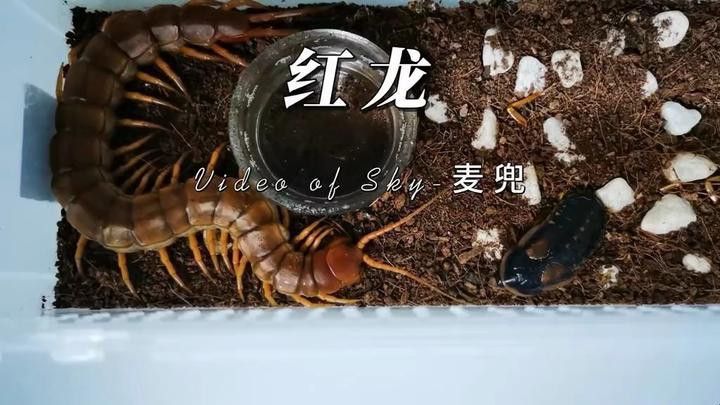 紅龍魚吃食視頻大全大圖