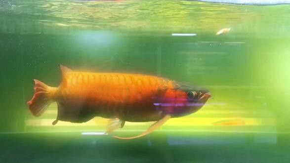 紅龍魚吃食視頻大全大圖