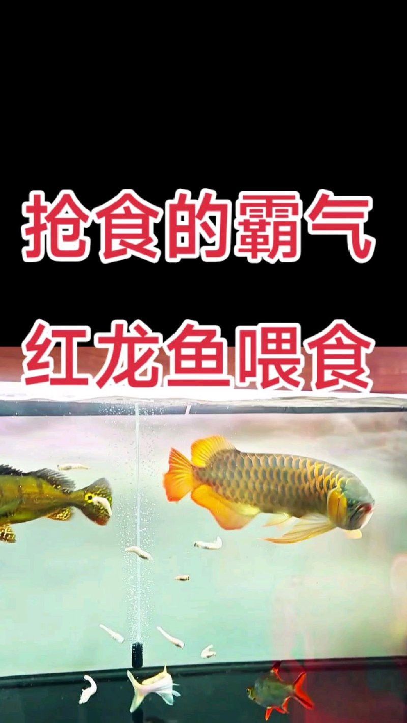 紅龍魚吃食視頻大全大圖