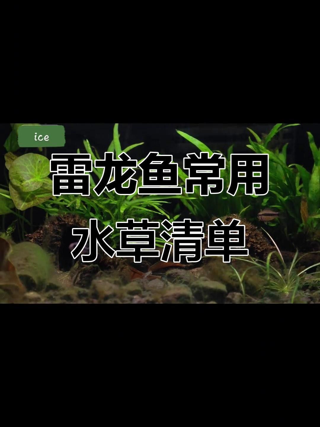 龍魚缸中哪種水草最適合？