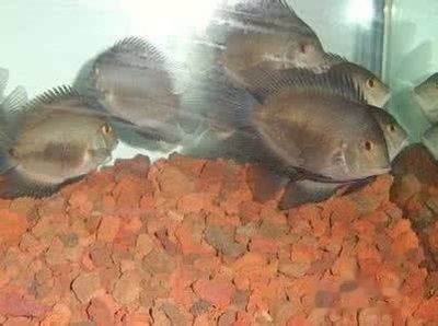 如何檢測黑云魚的免疫狀態？：黑云魚的免疫狀態可以通過多種方式進行檢測