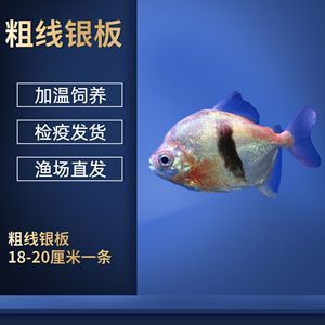 如何檢測黑云魚的免疫狀態？：黑云魚的免疫狀態可以通過多種方式進行檢測