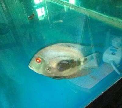 如何檢測黑云魚的免疫狀態？：黑云魚的免疫狀態可以通過多種方式進行檢測