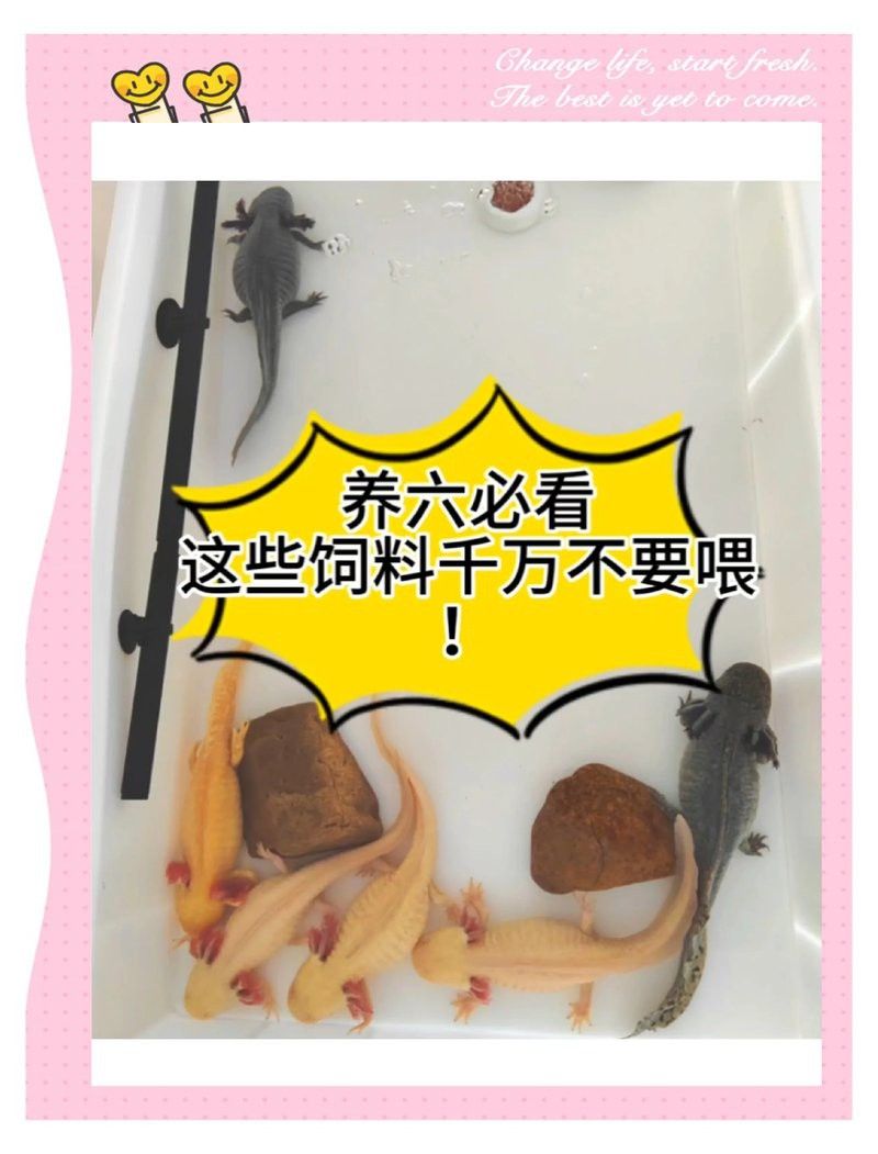 恐龍魚吃龜糧嗎