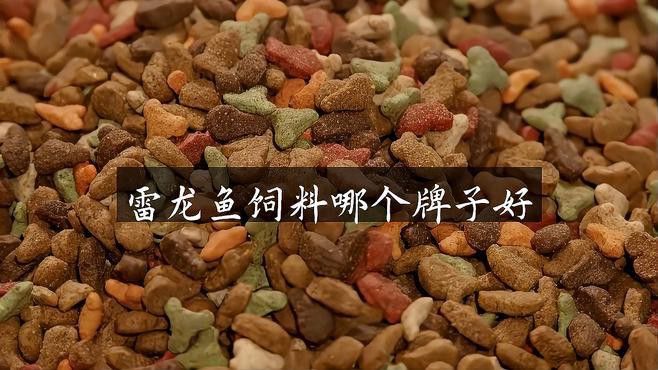 有哪些品牌飼料適合龍魚爬背？