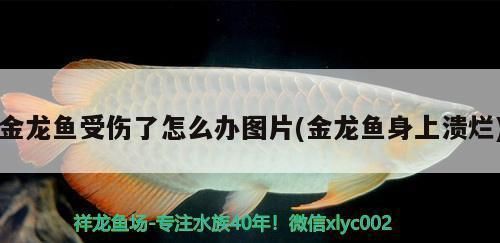 龍魚(yú)缸的標(biāo)準(zhǔn)尺寸是多少：龍魚(yú)受傷后如何快速恢復(fù)