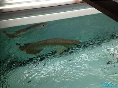 龍魚缸的標準尺寸是多少：龍魚受傷后如何快速恢復