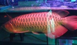 龍魚缸的標準尺寸是多少：龍魚受傷后如何快速恢復