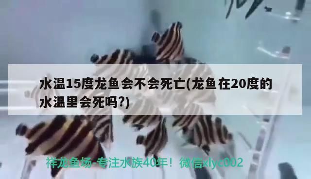 龍魚(yú)水溫15度能活嗎？：龍魚(yú)在15度的水溫下難以維持健康，龍魚(yú)低溫應(yīng)急處理措施