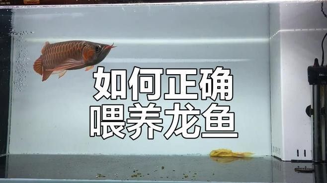 龍魚的正確飼養(yǎng)方法圖解視頻