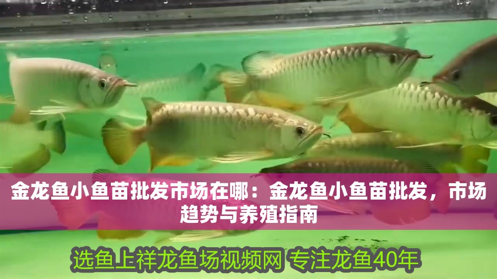 金龍魚小魚苗批發(fā)市場在哪：金龍魚小魚苗批發(fā)，市場趨勢與養(yǎng)殖指南