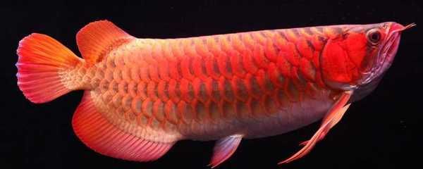 紅龍魚成長記錄變化：關于紅龍魚成長記錄的變化 紅龍魚成長記錄變化：關于紅龍魚成長記錄的變化 龍魚百科 第2張