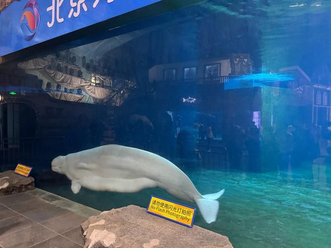 珠海魚缸選龍魚世家水族館