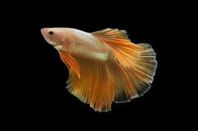 金龍魚尾巴有點黑色：金龍魚尾巴變黑怎么辦